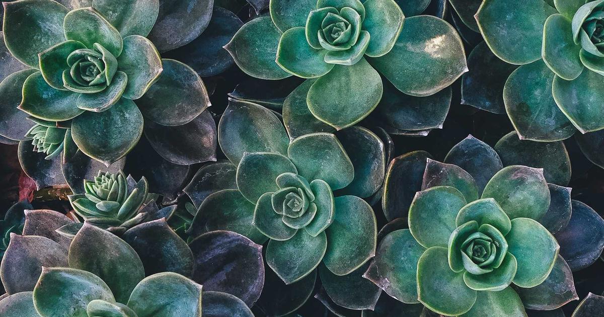 How to Choose a Dispensary Near Me: A San Francisco Buyer’s Guide